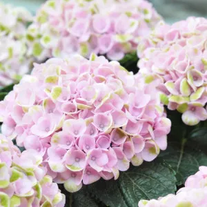 [2023 ]Rainy Season Fun! 10 recommended hydrangea viewing spots in Japan