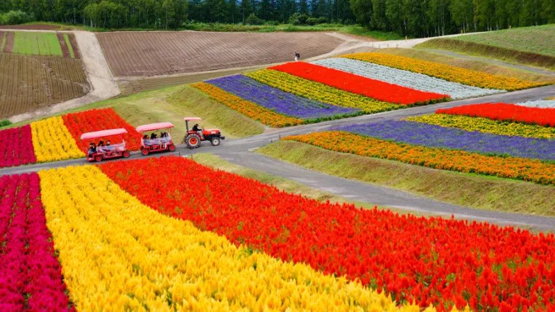 [Hokkaido ]9 recommended spots in Furano and Biei