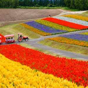 [Hokkaido ]9 recommended spots in Furano and Biei