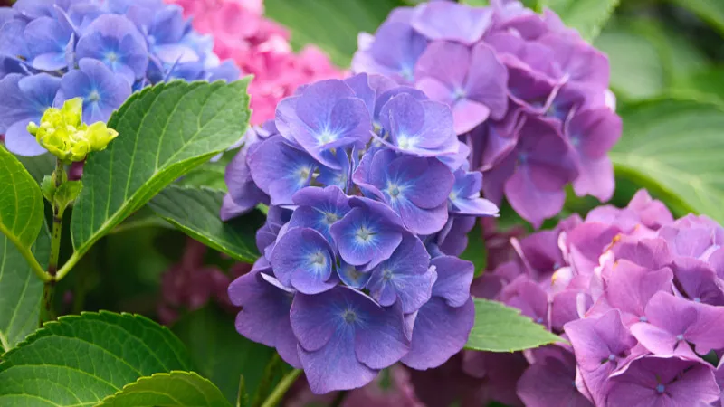 [Kyoto ]Want to go out during the rainy season! 7 famous hydrangea viewing spots