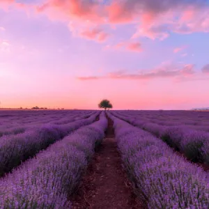[Gunma Prefecture ]4 flower garden spots in summer and nearby sightseeing recommendations