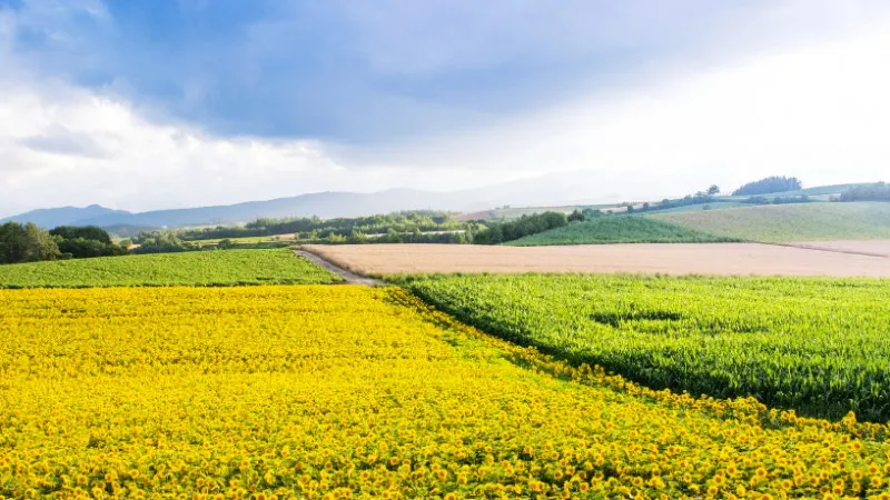 [Hokkaido ]Summer family trip to Hokkaido! 10 recommended spots