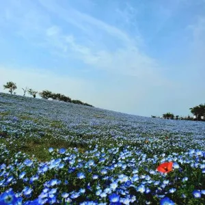 大阪のネモフィラスポットはどこ？見頃もチェック！