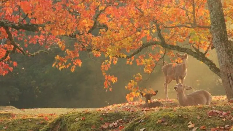 [2024]Selected by our guide! 10 recommended autumn foliage spots in Nara