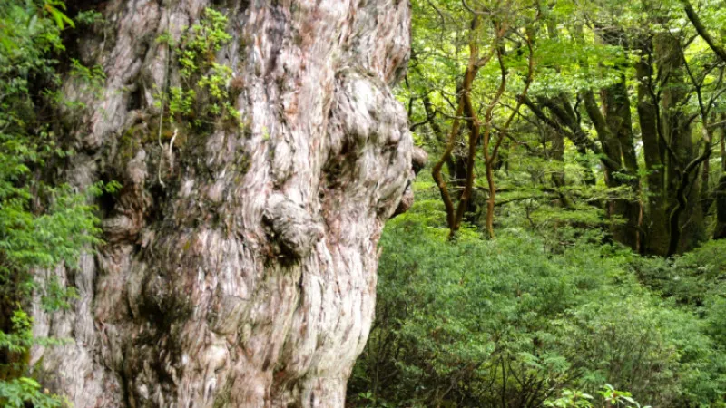 鹿儿岛自然美景中的 10 个推荐动力景点。
