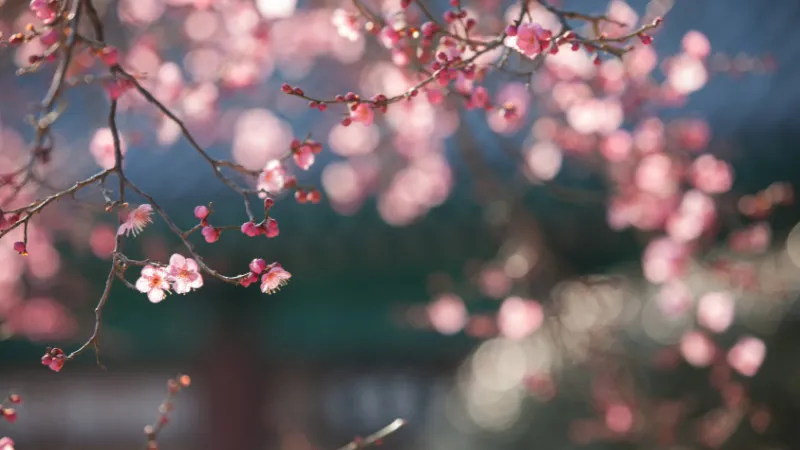 【神奈川】横浜市で早春に紅白の花で彩られる梅の名所6選