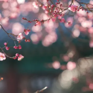 【神奈川】早春时节，横滨市的六个梅花景点被红白相间的花朵装点一新。