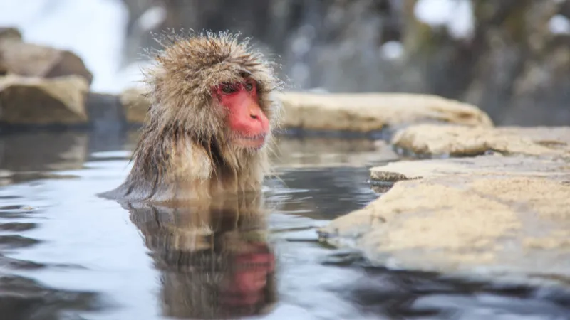 長野県は旅館の宝庫！必ず行きたい魅力的な旅館7選