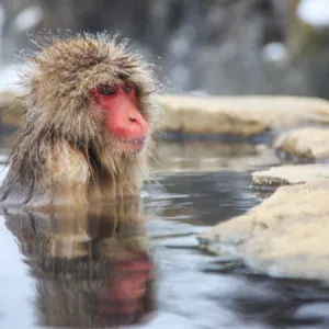 長野県は旅館の宝庫！必ず行きたい魅力的な旅館7選