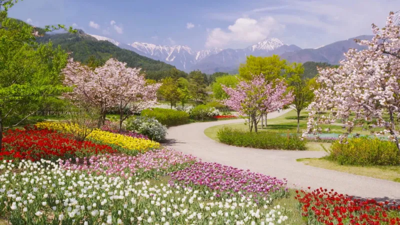 【全国】春に行きたい！絶景の花畑おすすめ10選