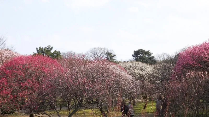【埼玉】早春に紅白の花で彩られる梅の名所4選
