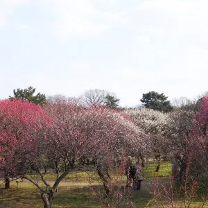 [Saitama ]Four plum blossom viewing spots decorated with red and white flowers in early spring.