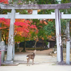 Seven Anime Sanctuaries in Nara Prefecture! Charming towns with the flavor and history of an ancient city