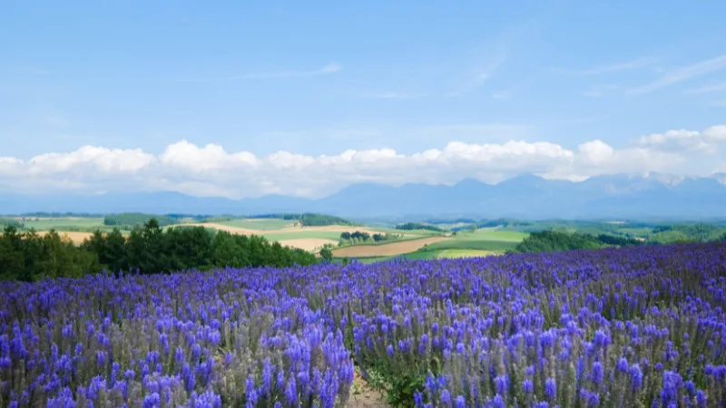 【北海道】釧路エリアのおすすめスポット＆グルメ12選