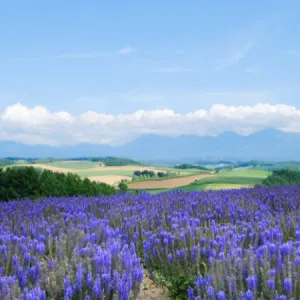 [Hokkaido ]12 recommended spots &amp; eateries in Kushiro area