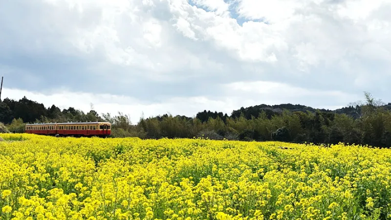 [Chiba ]Rape Blossom Spectacular Spots with Seishun 18 Ticket - Kominato Railway