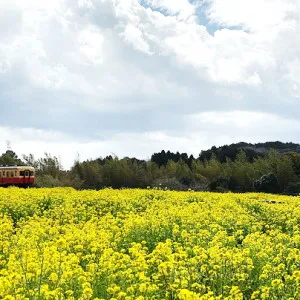 [Chiba ]Rape Blossom Spectacular Spots with Seishun 18 Ticket - Kominato Railway