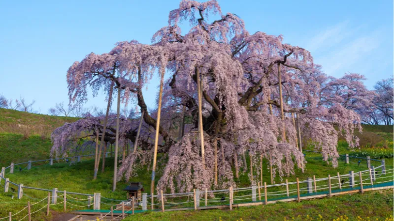 7 Anime Sanctuaries in Fukushima Prefecture! Take the time to enjoy the popular pilgrimage to sacred places, which is also promoted as a tourist industry!