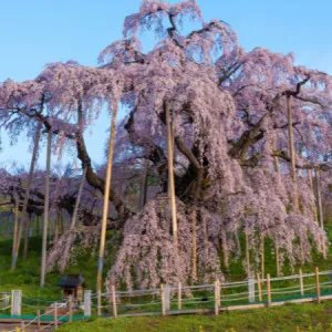 7 Anime Sanctuaries in Fukushima Prefecture! Take the time to enjoy the popular pilgrimage to sacred places, which is also promoted as a tourist industry!