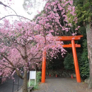 【静岡】早春に人気の桜のお花見スポット