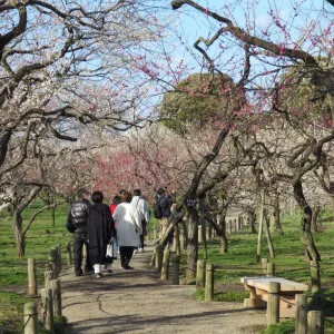 【茨城】早春に紅白の花で彩られる梅の名所2選