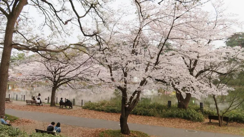 【埼玉】さいたま市で早春に人気の桜のお花見スポット3選