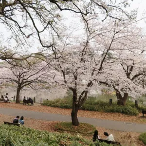 【埼玉】さいたま市で早春に人気の桜のお花見スポット3選