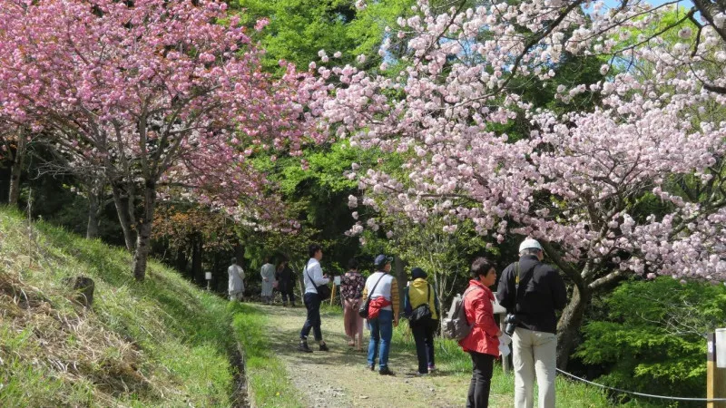 [Saitama ]Cherry blossom viewing spot in Nagatoro where you can enjoy long-lasting cherry blossoms in early spring.