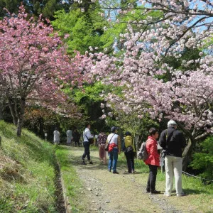 【埼玉】長瀞で早春に長期間桜の花を楽しむことができるお花見スポット