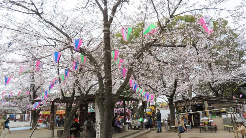 【埼玉】東武東上線沿いで早春に人気の桜のお花見スポット4選