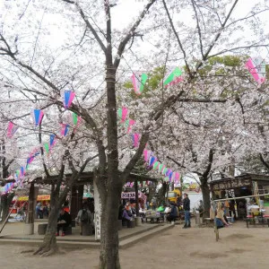 【埼玉】東武東上線沿いで早春に人気の桜のお花見スポット4選