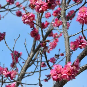 【神奈川】初春时节，小田原市的四个梅花景点被红色和白色的花朵装点一新。