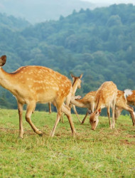 Nara: Hike Mt. Wakakusa and Encounter Wild Free-Roaming Deer