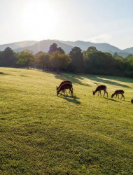 Nara: Sacred Morning Walk with Deer in the Mist