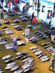 Wakayama: Learn & Taste Japan Tuna Culture in Nachikatsuura