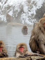 Nagano: Snow Monkeys of Jigokudani Guided Tour