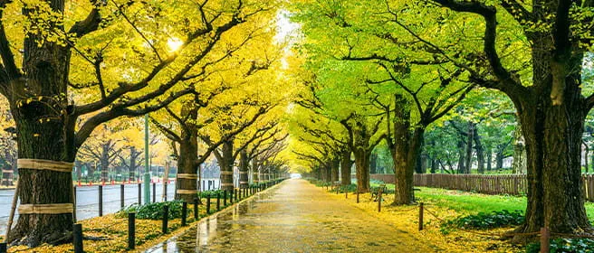Nature / Outdoor
