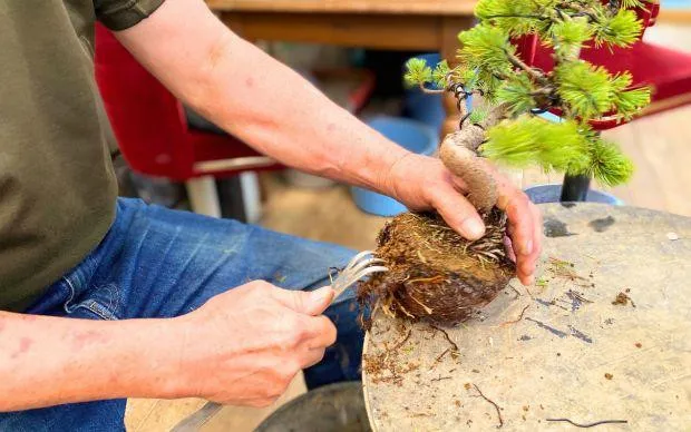 以池田的大自然療癒心靈，盆栽和寺院的體驗之旅
