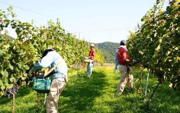Asuka wine and flavors of Habikino tour