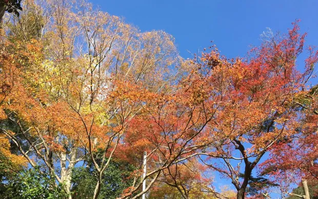 Minoh Waterfall Hiking & Katsuoji Temple Tour
