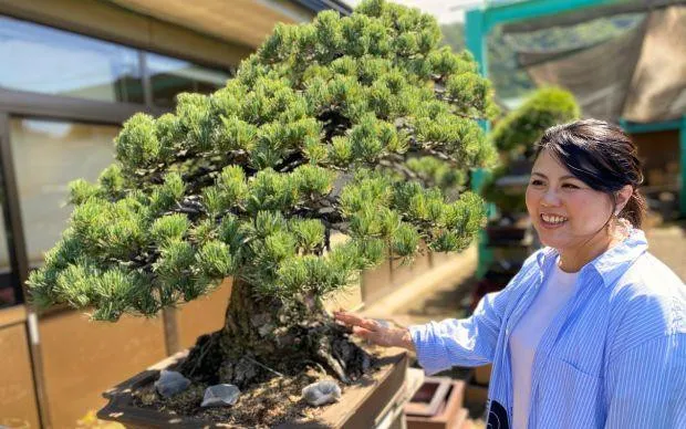以池田的大自然療癒心靈，盆栽和寺院的體驗之旅