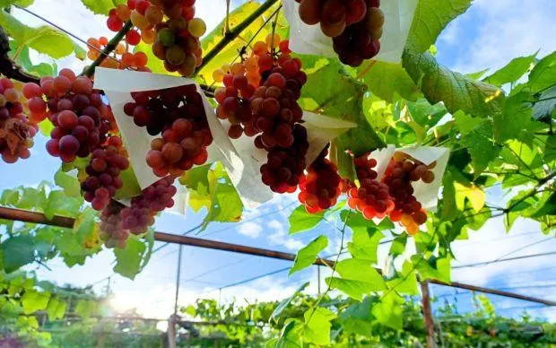 Asuka wine and flavors of Habikino tour