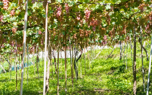 Enjoy scenic vineyards and 3 exquisite wines at the oldest winery in west Japan