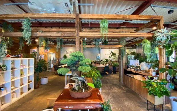 以池田的大自然療癒心靈，盆栽和寺院的體驗之旅