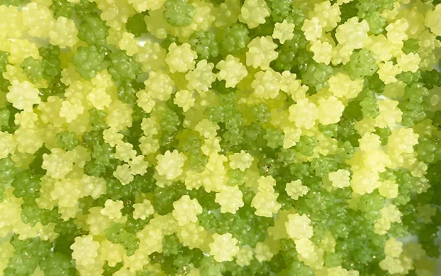 在专属的小釜锅中制作独自口味的金平糖