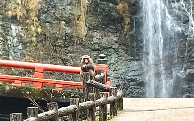 Minoh Waterfall Hiking & Katsuoji Temple Tour