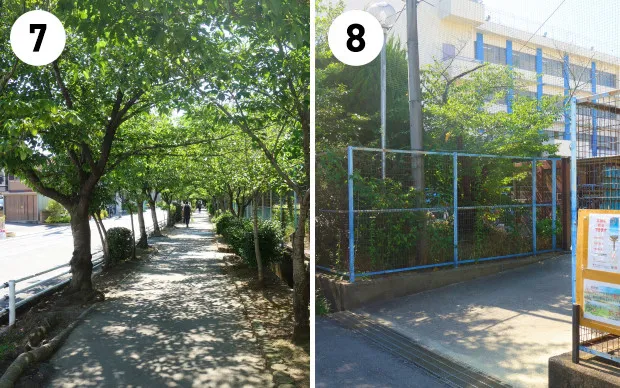 Sumo experience in a real Dohyo arena!