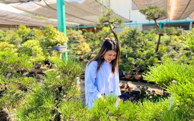 以池田的大自然療癒心靈，盆栽和寺院的體驗之旅