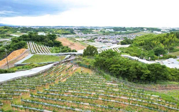 Asuka wine and flavors of Habikino tour