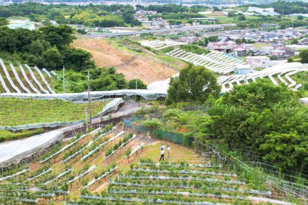 Asuka wine and flavors of Habikino tour#3